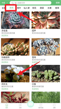 东篱花草