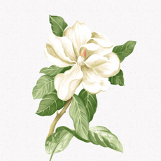茉莉转分享转发赚钱app v1.0.0