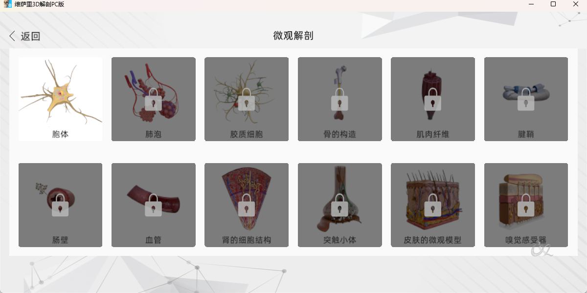 维萨里3D解剖