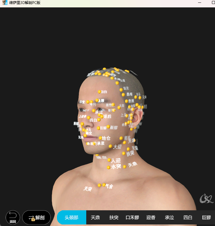 维萨里3D解剖