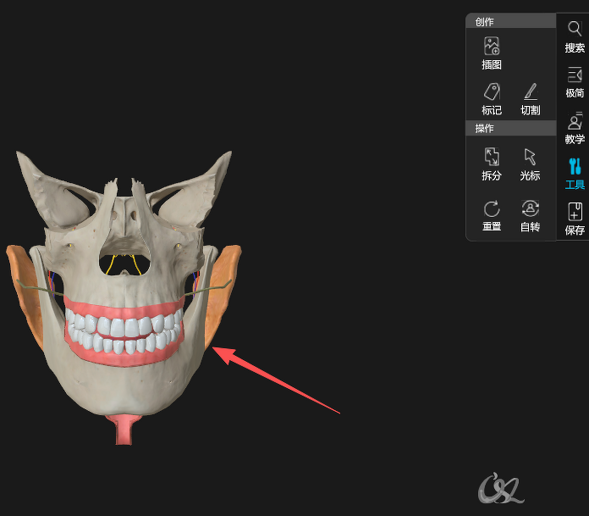 维萨里3D解剖
