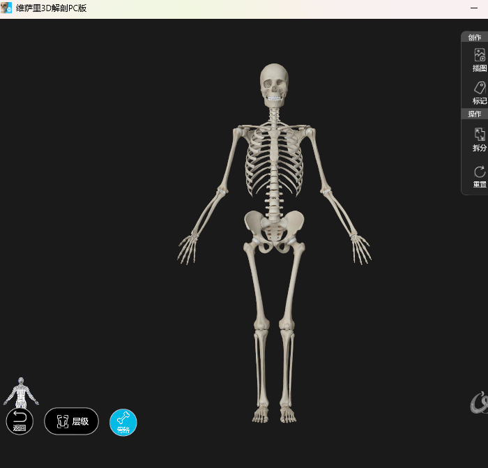 维萨里3D解剖