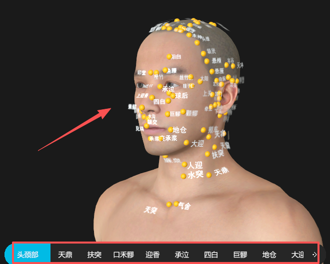 维萨里3D解剖