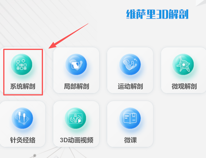 维萨里3D解剖
