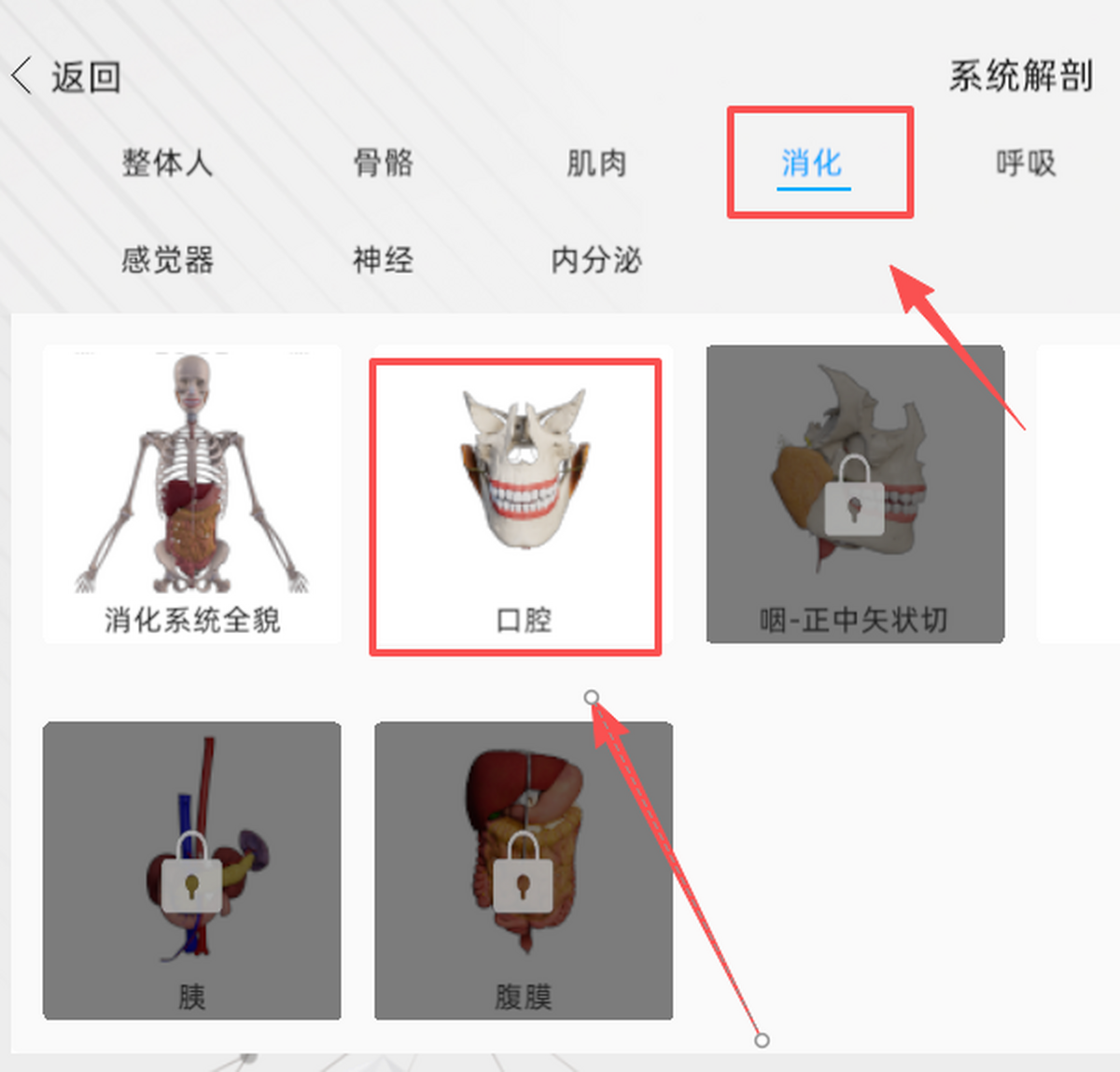 维萨里3D解剖