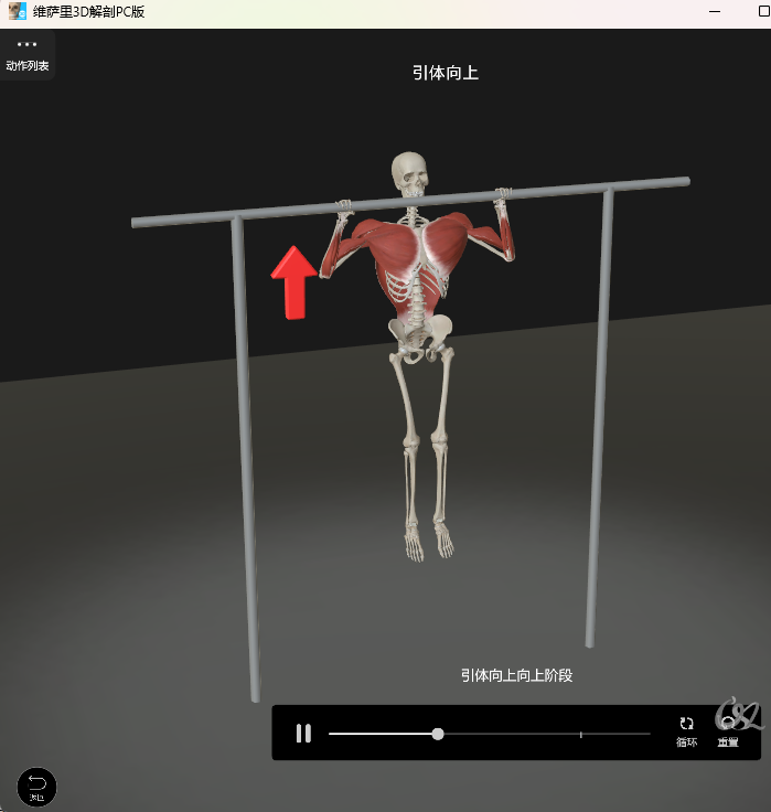 维萨里3D解剖