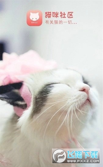 猫咪社区下载最新版