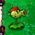 植物大战僵尸杂交版3.9