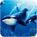虎鲸模拟器下载(The Killer Whale)
