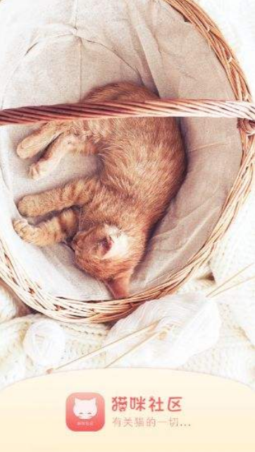 猫咪(宅男必备)