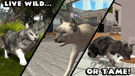 终极猫模拟器汉化版