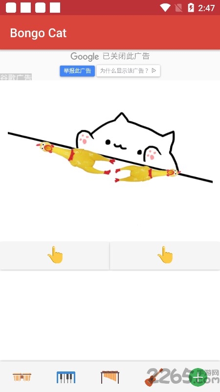 邦戈猫