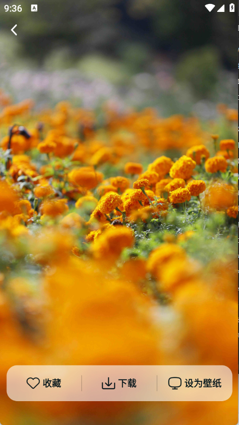 灵蝶壁纸app最新版下载